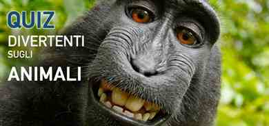 30 QUIZ Originali e divertenti sugli animali