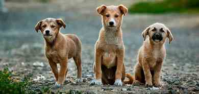 Quiz e domande sugli animali