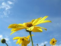 Fiore giallo