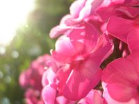 Impatiens