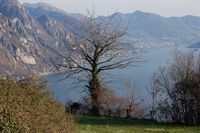 albero
