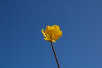 fiore