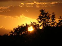 Alberi e luce
