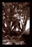 Gatto tra gli alberi