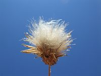 Esplosione di gioia