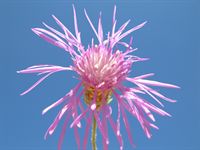 Fiori d'artificio